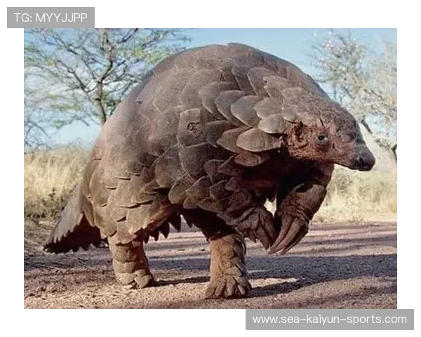 从岌岌可危到柳暗花明,海牛保级只剩最后一步,海牛濒危等级